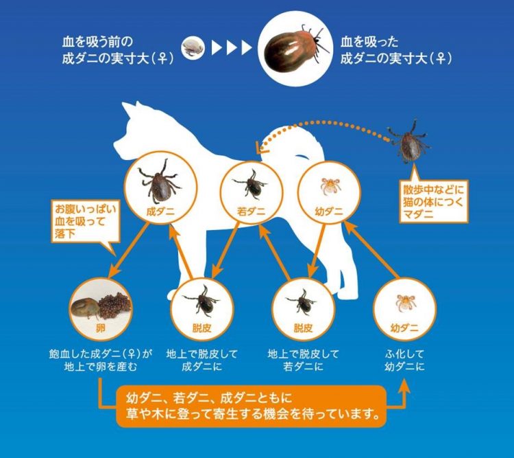 マダニ　いつつぼし動物病院　石川県野々市市菅原町