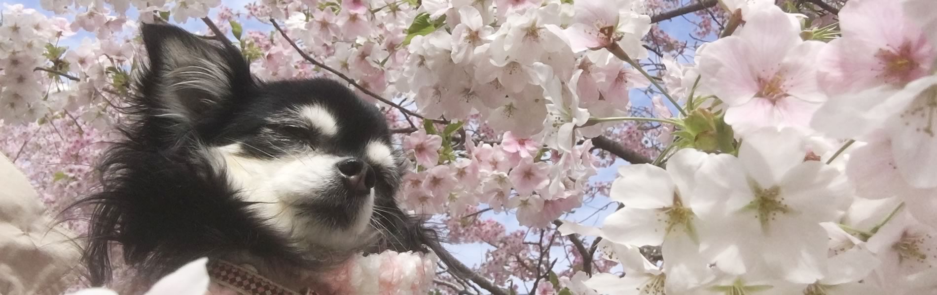 犬　いつつぼし動物病院　石川県野々市市菅原町
