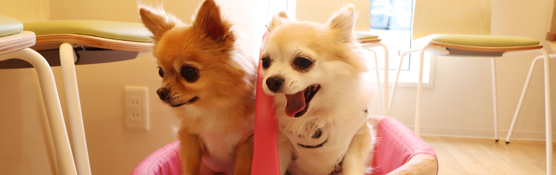 いつつぼし動物病院からのお知らせ