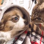 犬と猫　いつつぼし動物病院　石川県野々市市菅原町