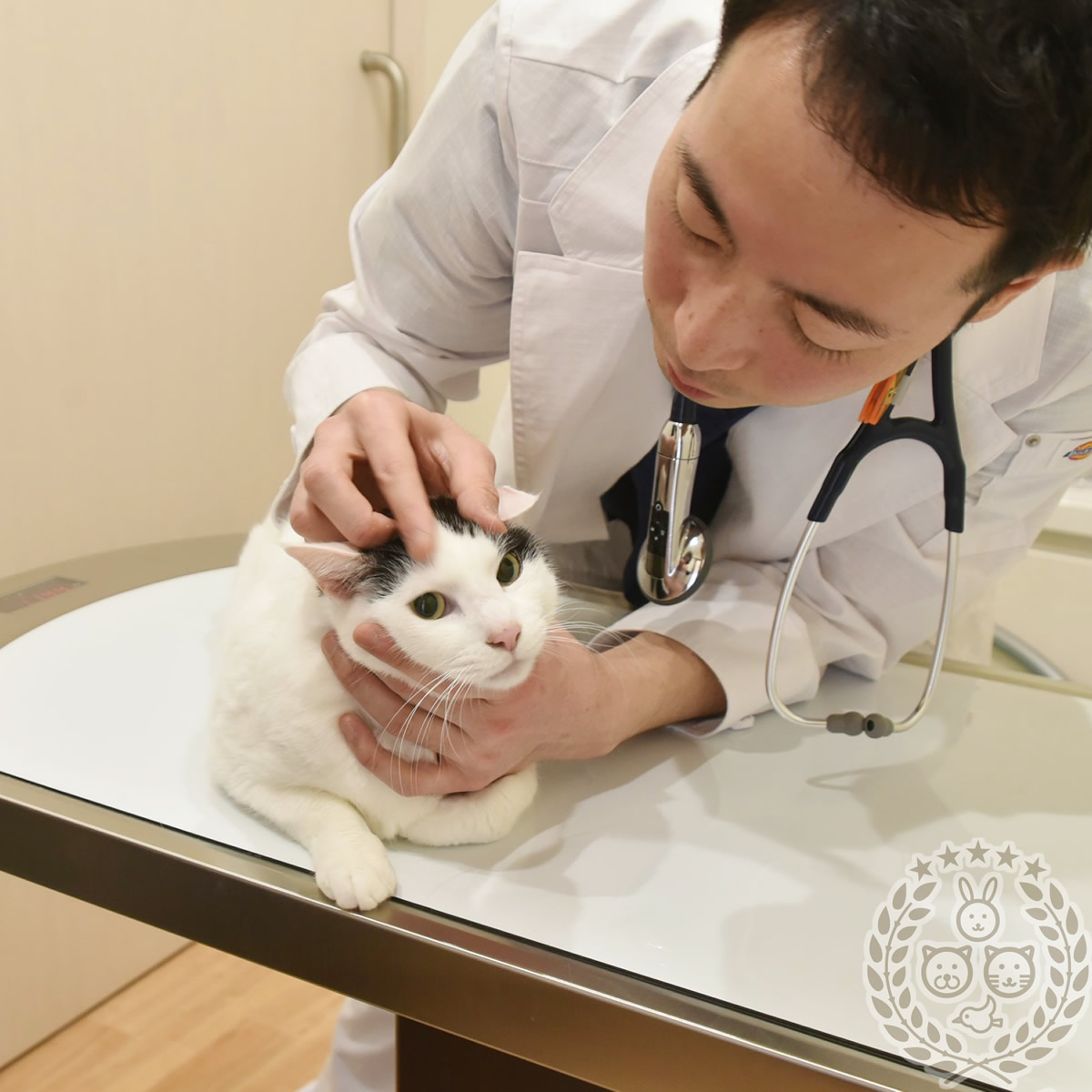 初めての方へ 診察の流れ 問診票ダウンロード いつつぼし動物病院 石川県野々市市 犬 猫 うさぎ 腫瘍科 皮膚科