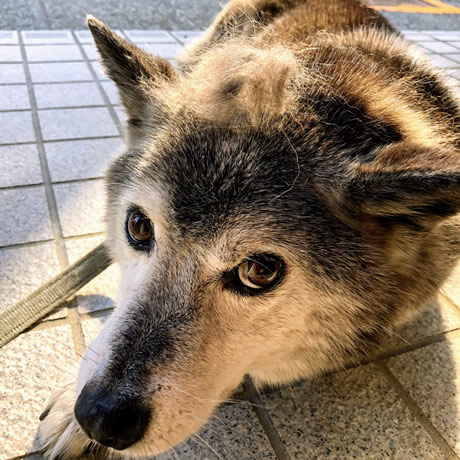 ペットの健康 予防で守ろう いつつぼし動物病院 石川県野々市市 犬 猫 うさぎ 腫瘍科 皮膚科