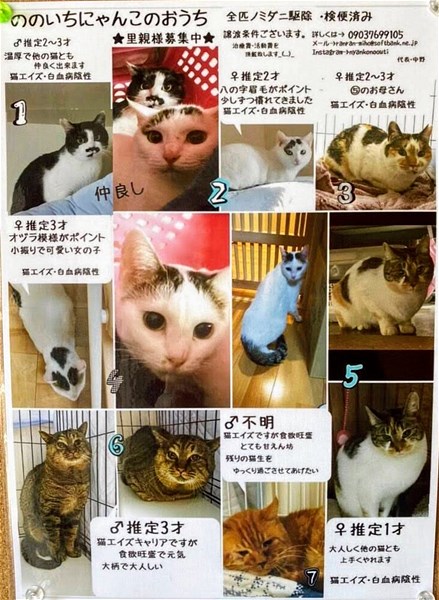 里親 石川 県 猫