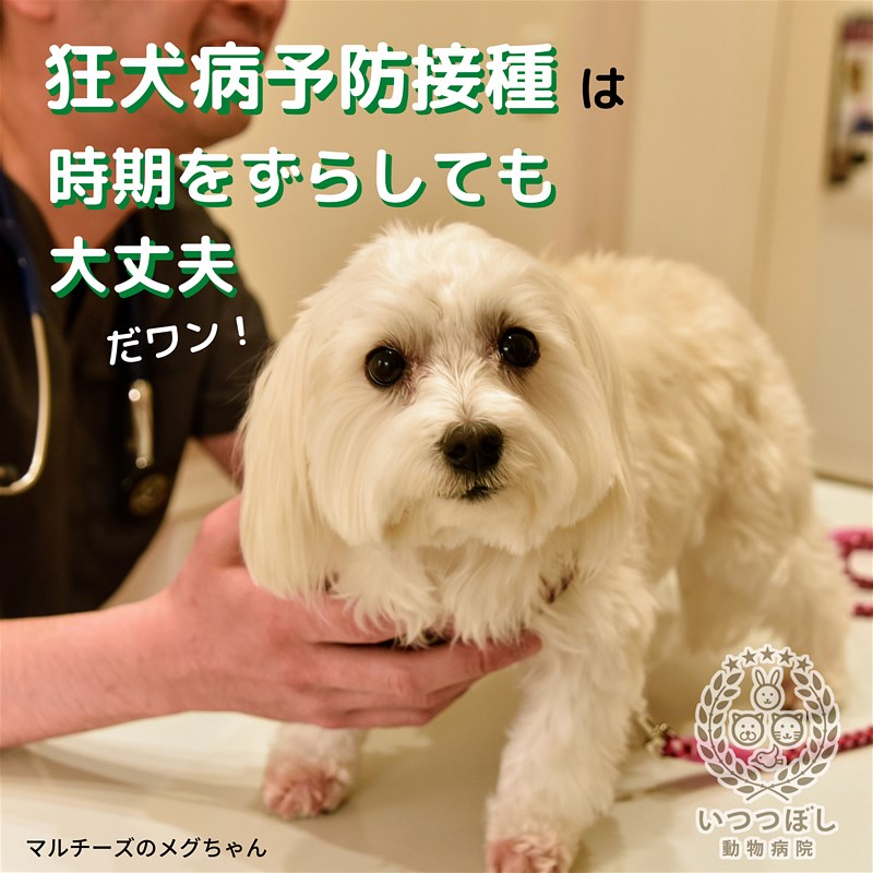 狂犬病予防接種についてのお知らせ いつつぼし動物病院 石川県野々市市 犬 猫 うさぎ 腫瘍科 皮膚科