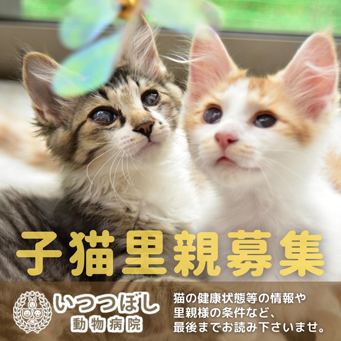 子猫里親募集　石川県　富山県　福井県　いつつぼし動物病院