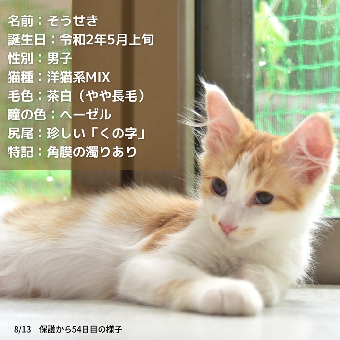 子猫里親募集　石川県　富山県　福井県　いつつぼし動物病院