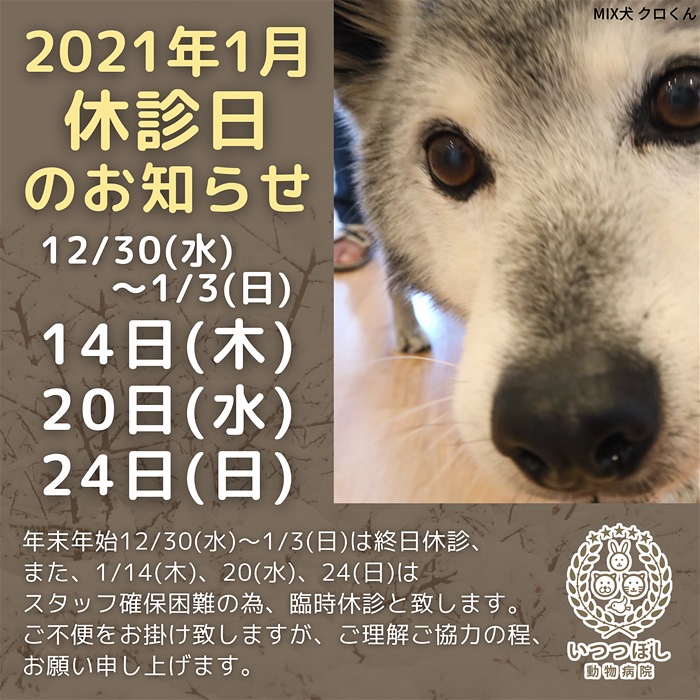 21年1月の休診日のお知らせ いつつぼし動物病院 石川県野々市市 犬 猫 うさぎ 腫瘍科 皮膚科