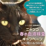 ニャンコ　春の血液検査キャンペーン　いつつぼし動物病院　石川県野々市市