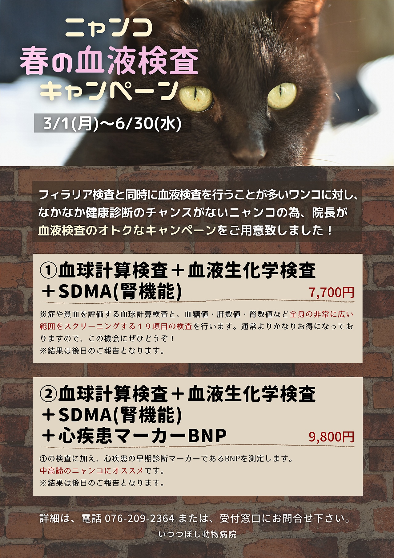 ニャンコ　春の血液検査キャンペーン　いつつぼし動物病院　石川県野々市市