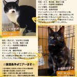 成猫さん2匹の里親様募集（石川県）いつつぼし動物病院