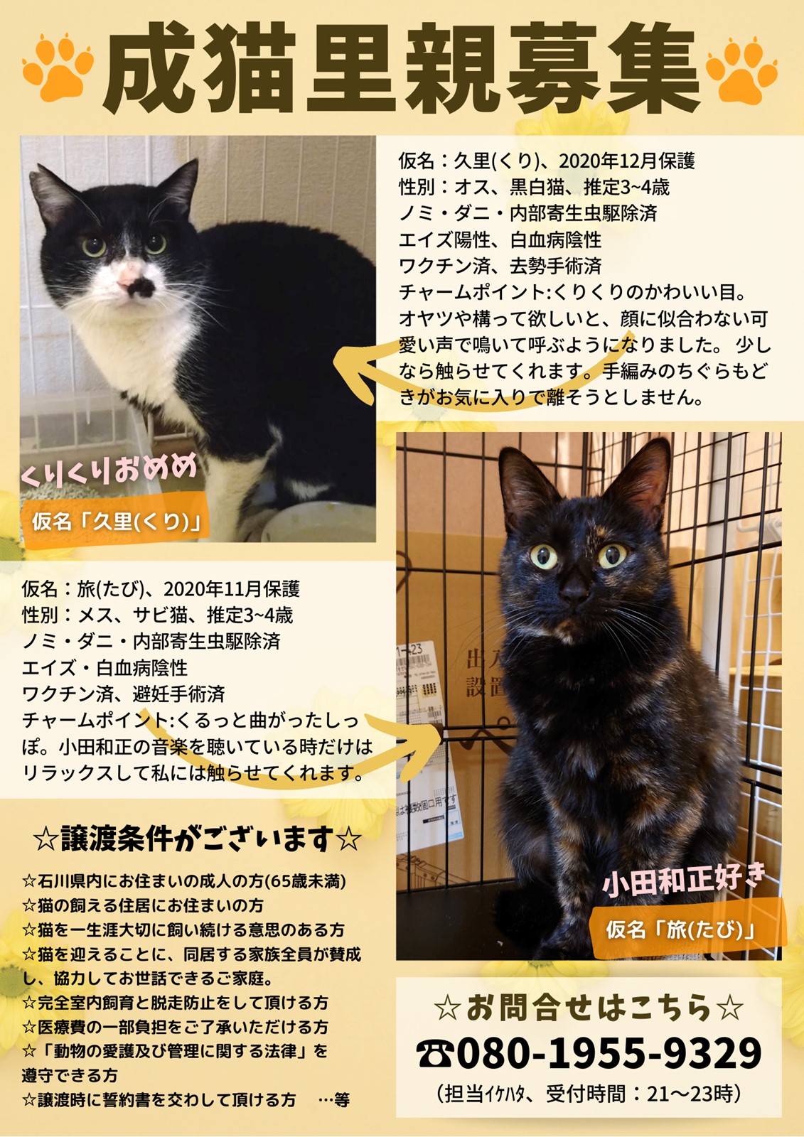 成猫さん2匹の里親様募集（石川県）いつつぼし動物病院