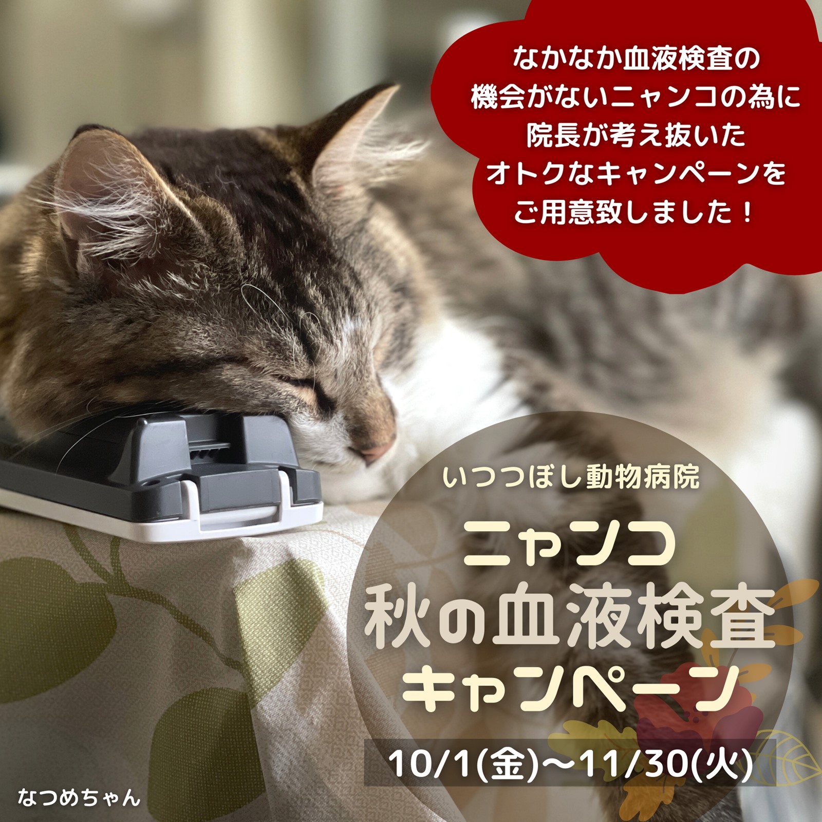 ニャンコ☆秋の血液検査キャンペーン　いつつぼし動物病院　石川県野々市市