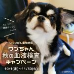 ワンちゃん　秋の血液検査キャンペーン　いつつぼし動物病院　石川県野々市市