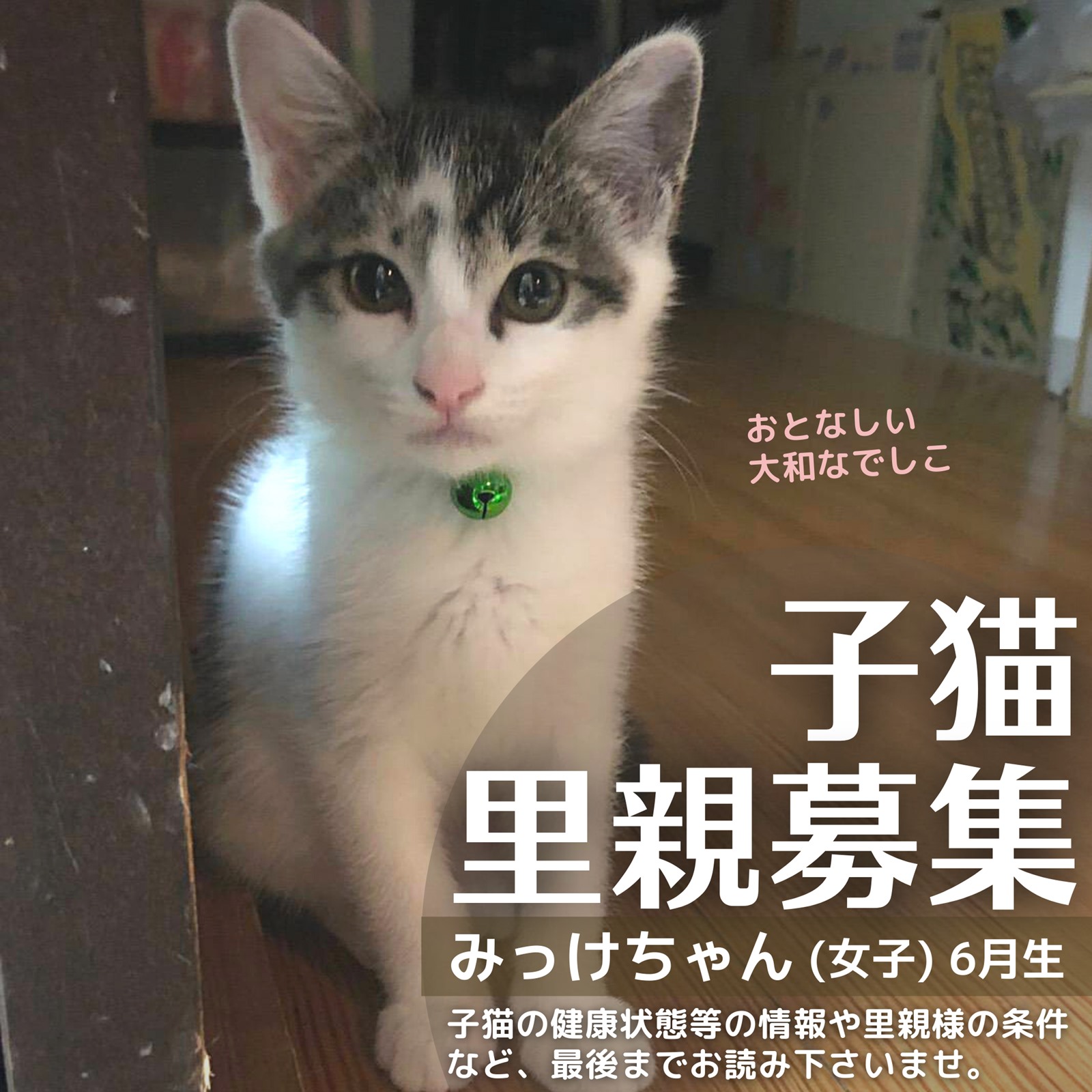 子猫里親募集「みっけちゃん」石川県金沢市より