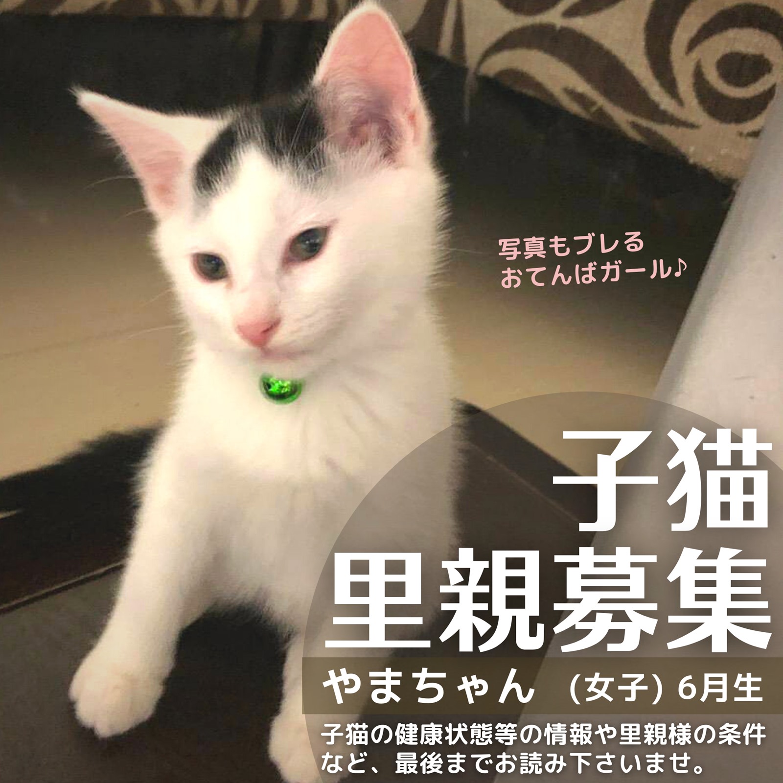 子猫里親募集「やまちゃん」石川県金沢市より