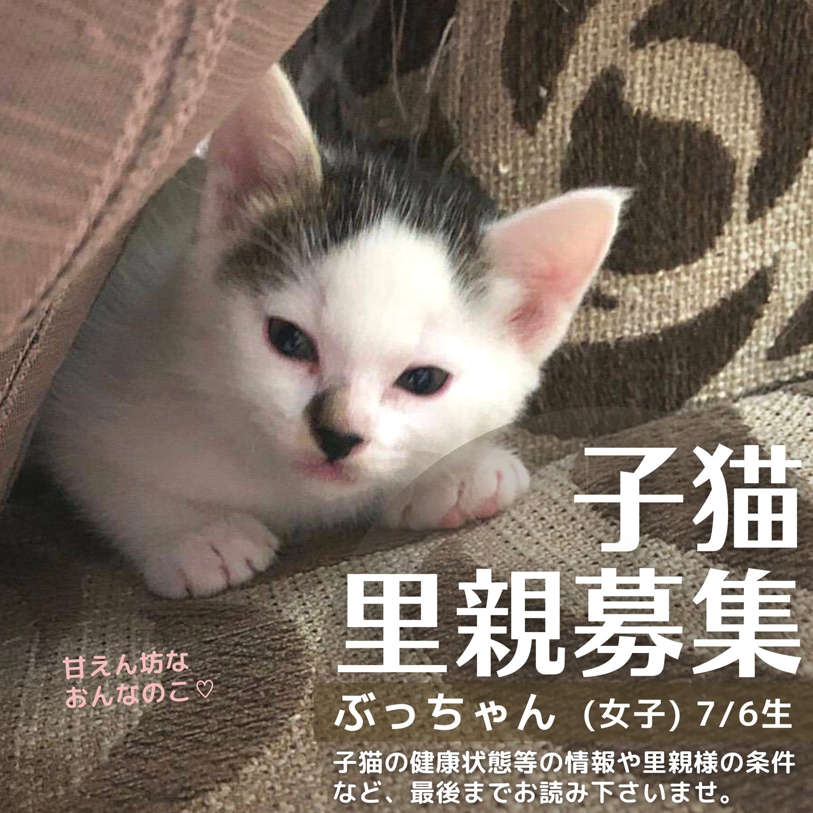 子猫里親募集「ぶっちゃん」石川県金沢市より