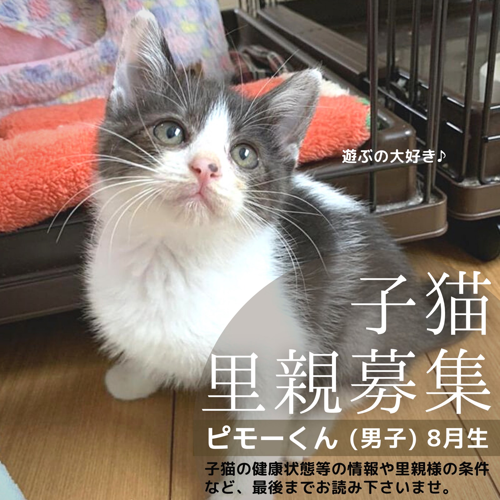 子猫里親募集「ピモーくん」ののいちにゃんこのおうち　石川県野々市市　いつつぼし動物病院