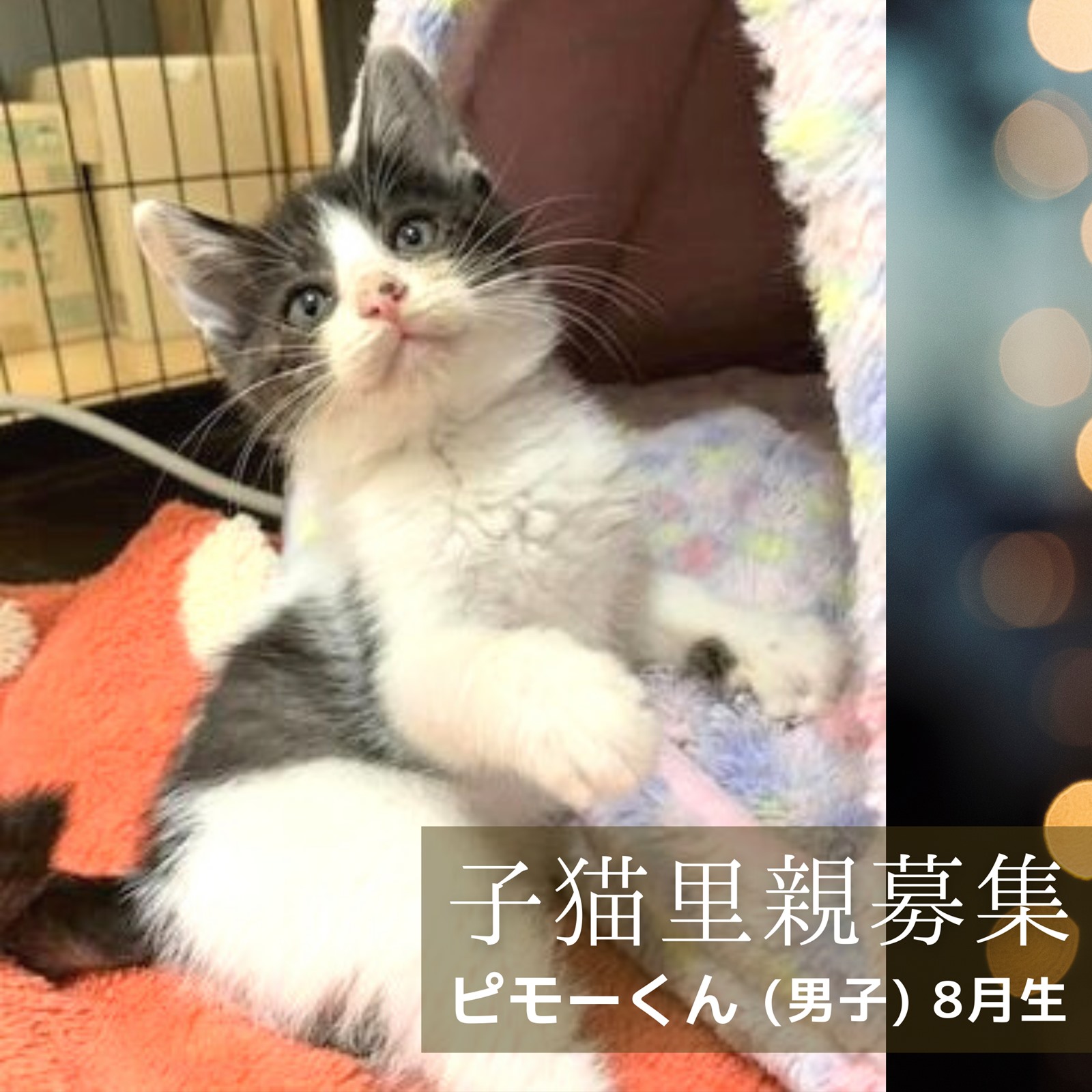 子猫里親募集「ピモーくん」ののいちにゃんこのおうち　石川県野々市市　いつつぼし動物病院