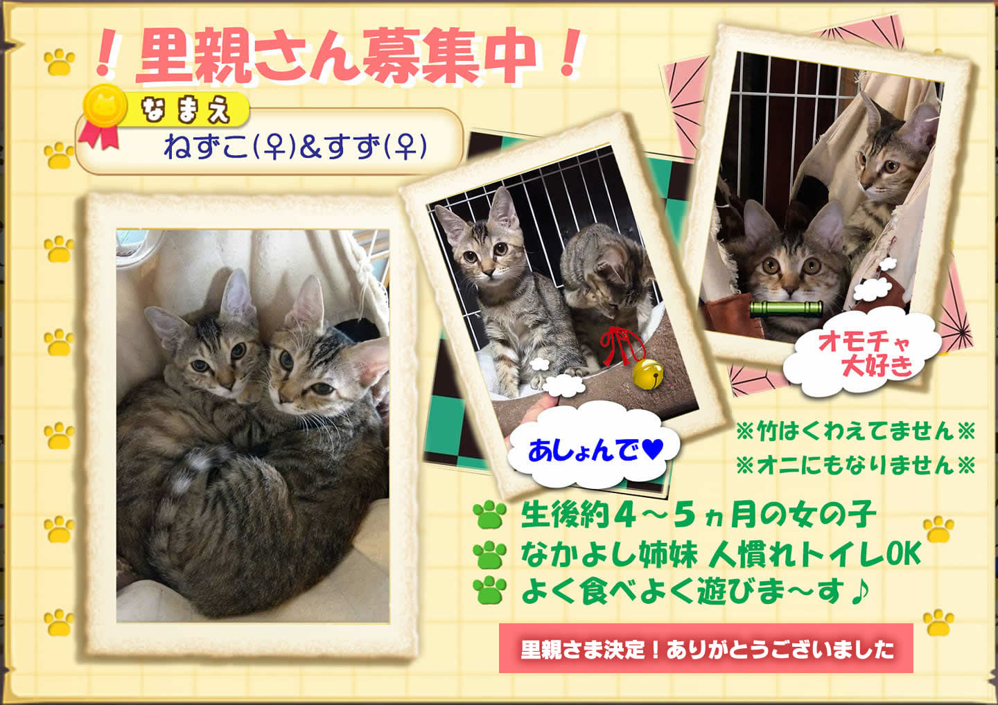 子猫の里親さん決定しました！ありがとうございました。
いつつぼし動物病院　石川県野々市市