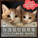 保護猫里親募集　タロ＆ジロ　推定６月生まれ　いつつぼし動物病院　石川県野々市市