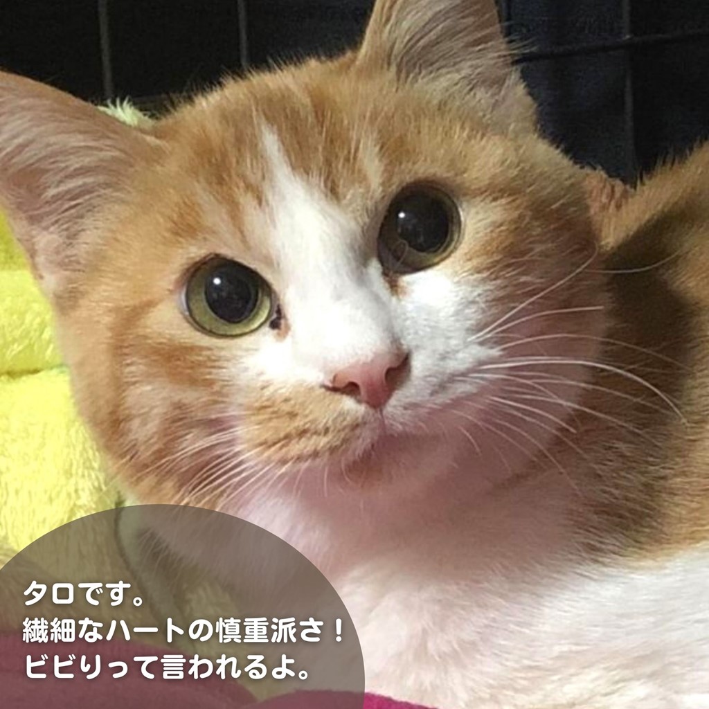 保護猫里親募集　タロ　ビビりって言われるよ　いつつぼし動物病院　石川県野々市市