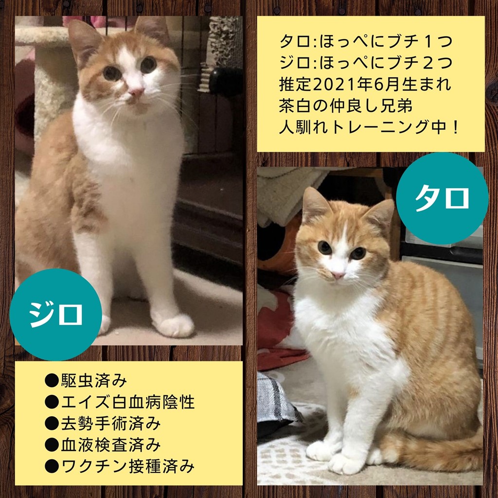 保護猫里親募集　タロ＆ジロ　推定６月生まれ　いつつぼし動物病院　石川県野々市市