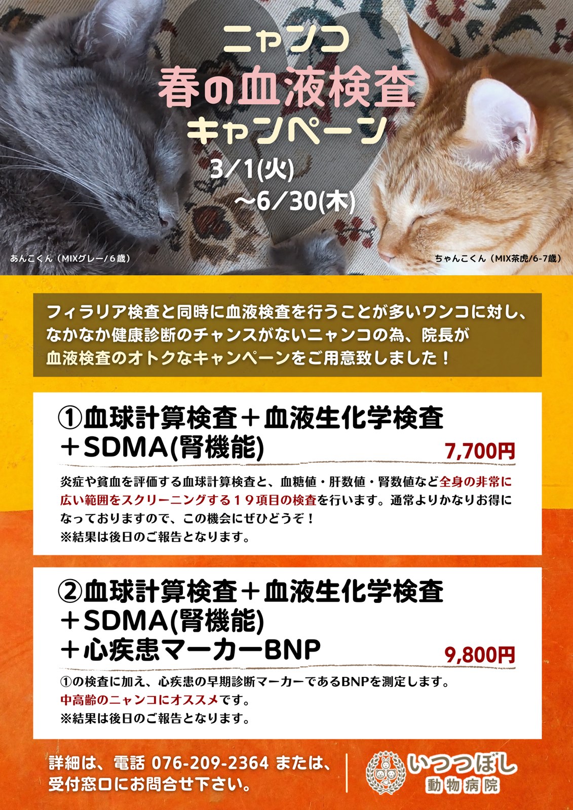 ニャンコ　春の血液検査キャンペーン　いつつぼし動物病院　石川県野々市市