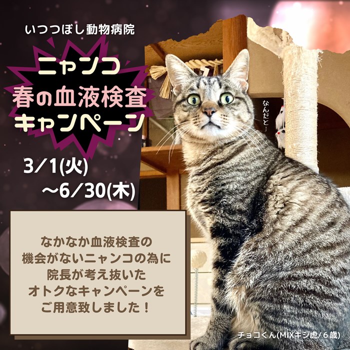 ニャンコ☆春の血液検査キャンペーン　いつつぼし動物病院　石川県野々市市