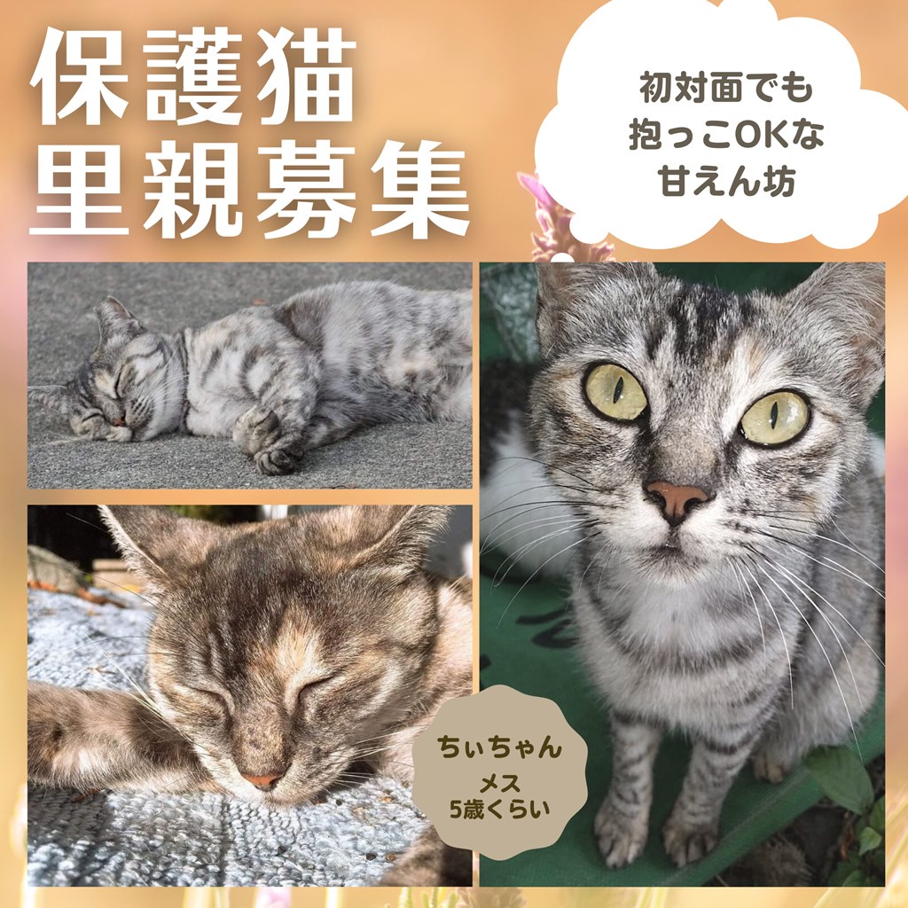 保護猫里親募集　だいちゃん＆ちぃちゃん　ののいちにゃんこのおうち　いつつぼし動物病院　石川県野々市市