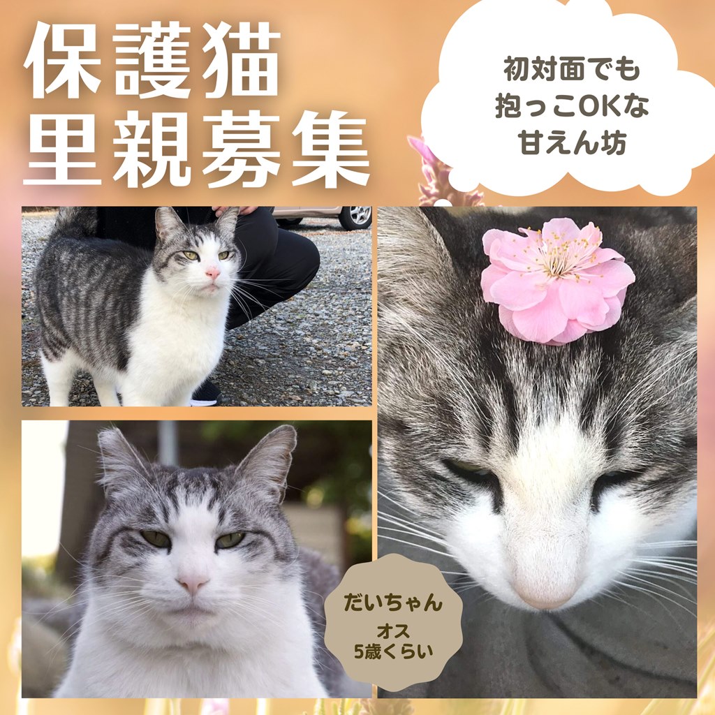 保護猫里親募集　だいちゃん＆ちぃちゃん　ののいちにゃんこのおうち　いつつぼし動物病院　石川県野々市市