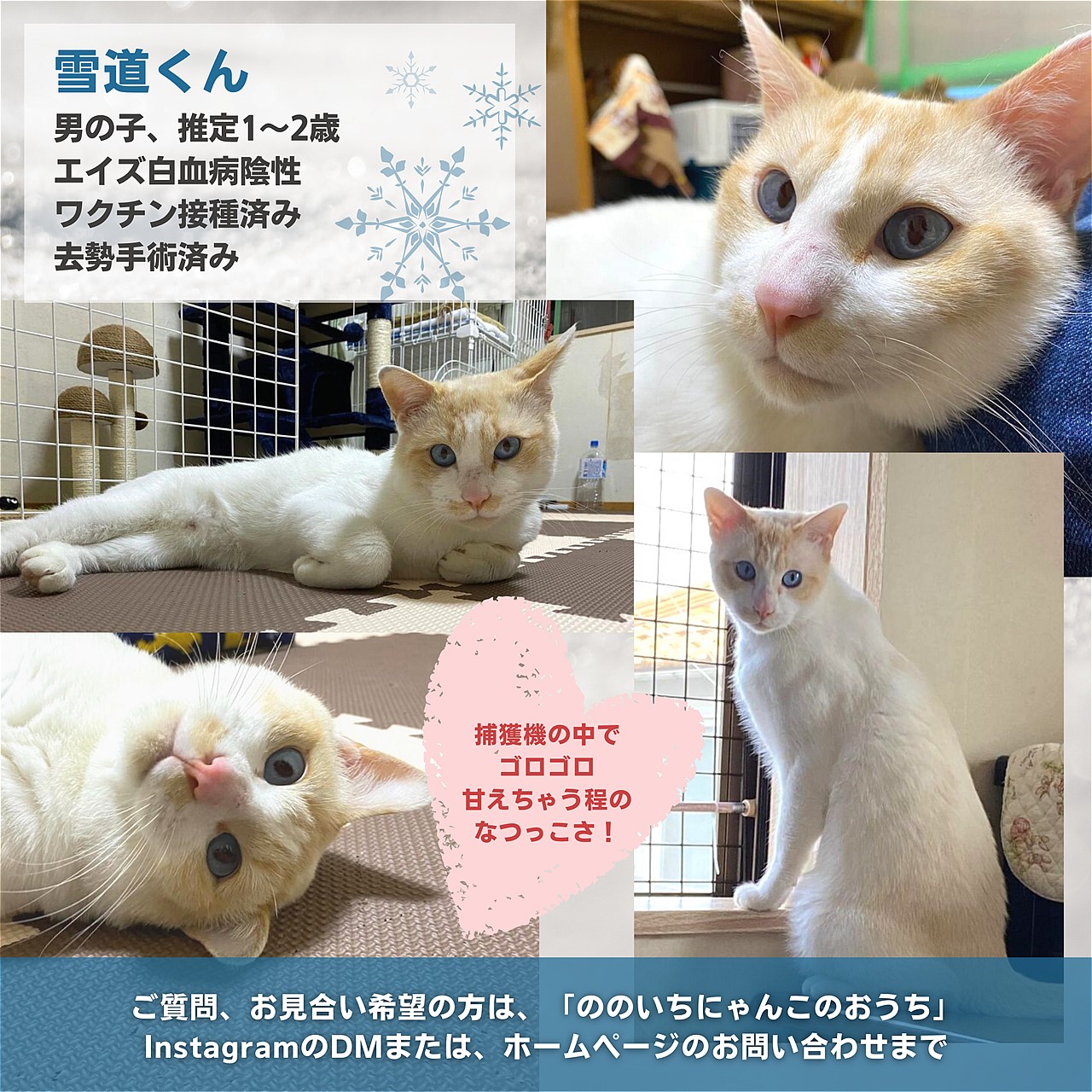 保護猫里親募集「雪道くん」（ののいちにゃんこのおうち）いつつぼし動物病院（石川県野々市市）