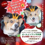 ワンちゃん♪フィラリア・ノミ・マダニ＆おなかの虫 オールインワン予防薬まとめ買いキャンペーン　いつつぼし動物病院　石川県野々市市