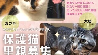 保護猫里親募集「カブキちゃん＆大助くん」（ののいちにゃんこのおうち）いつつぼし動物病院（石川県野々市市）