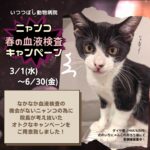 ニャンコ　春の血液検査キャンペーン2023　いつつぼし動物病院　石川県野々市市