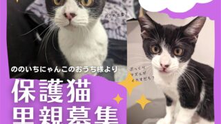 保護猫里親募集「ダイヤ君」（ののいちにゃんこのおうち様より）いつつぼし動物病院（石川県野々市市）