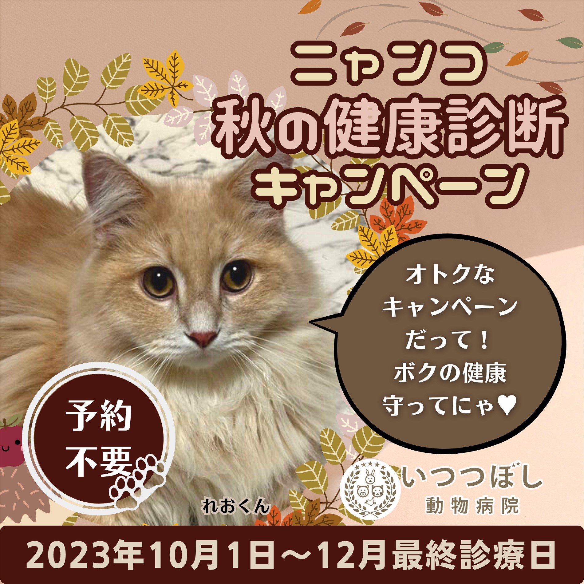 ニャンコ☆秋の健康診断キャンペーン2023　石川県野々市市　いつつぼし動物病院