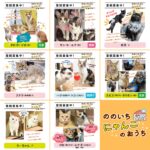 ののいちにゃんこのおうち様より　里親募集中の保護猫のご紹介　石川県野々市市