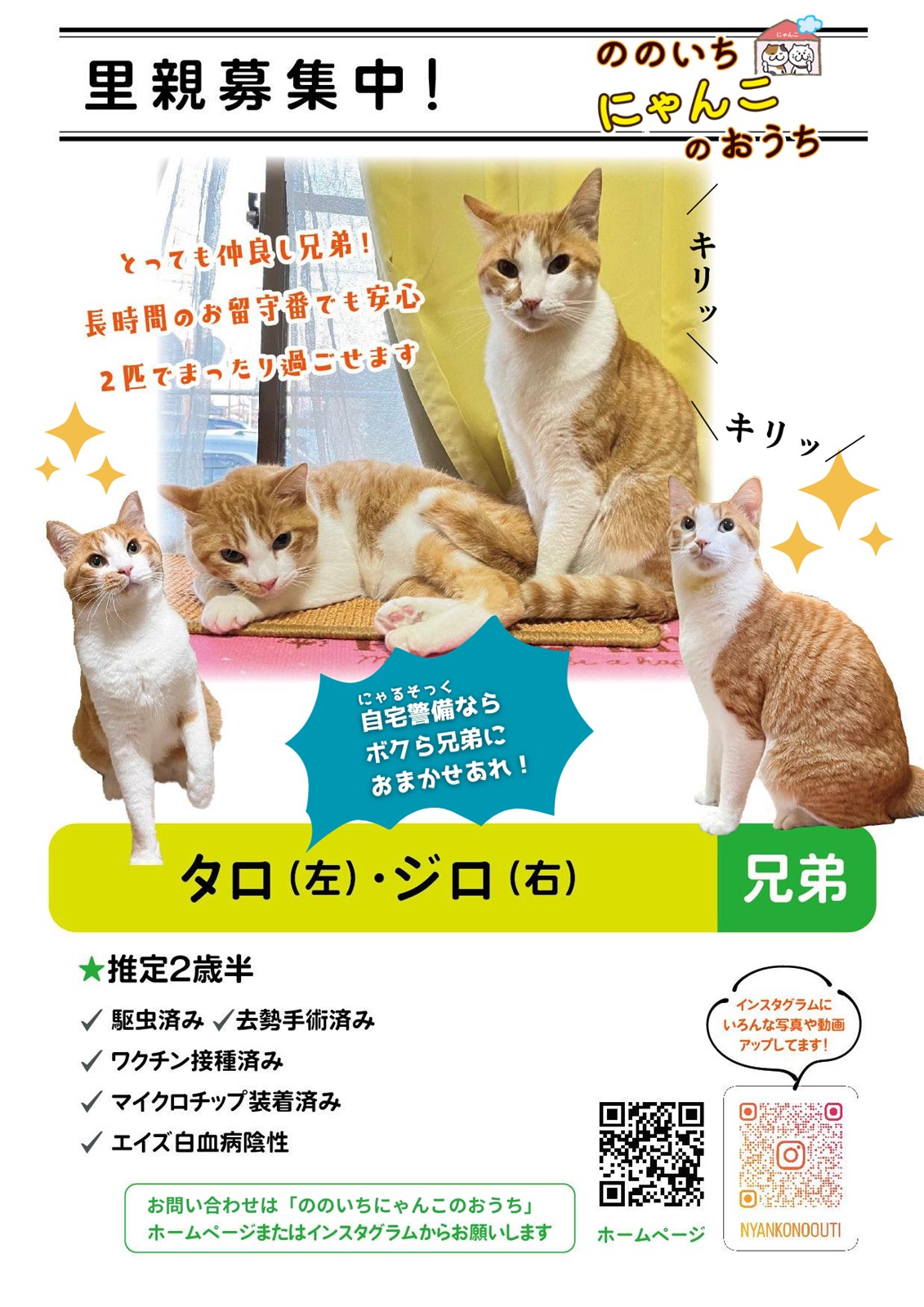 ののいちにゃんこのおうち様より　里親募集中の保護猫「タロくん」「ジロくん」のご紹介　石川県野々市市