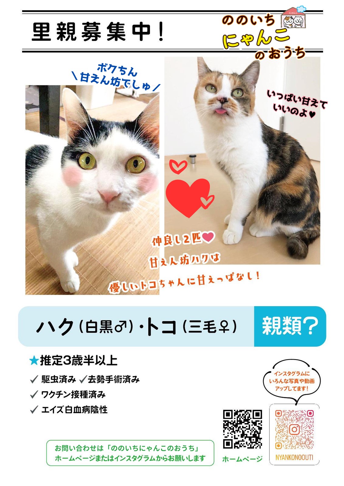ののいちにゃんこのおうち様より　里親募集中の保護猫「ハクくん」「トコちゃん」のご紹介　石川県野々市市