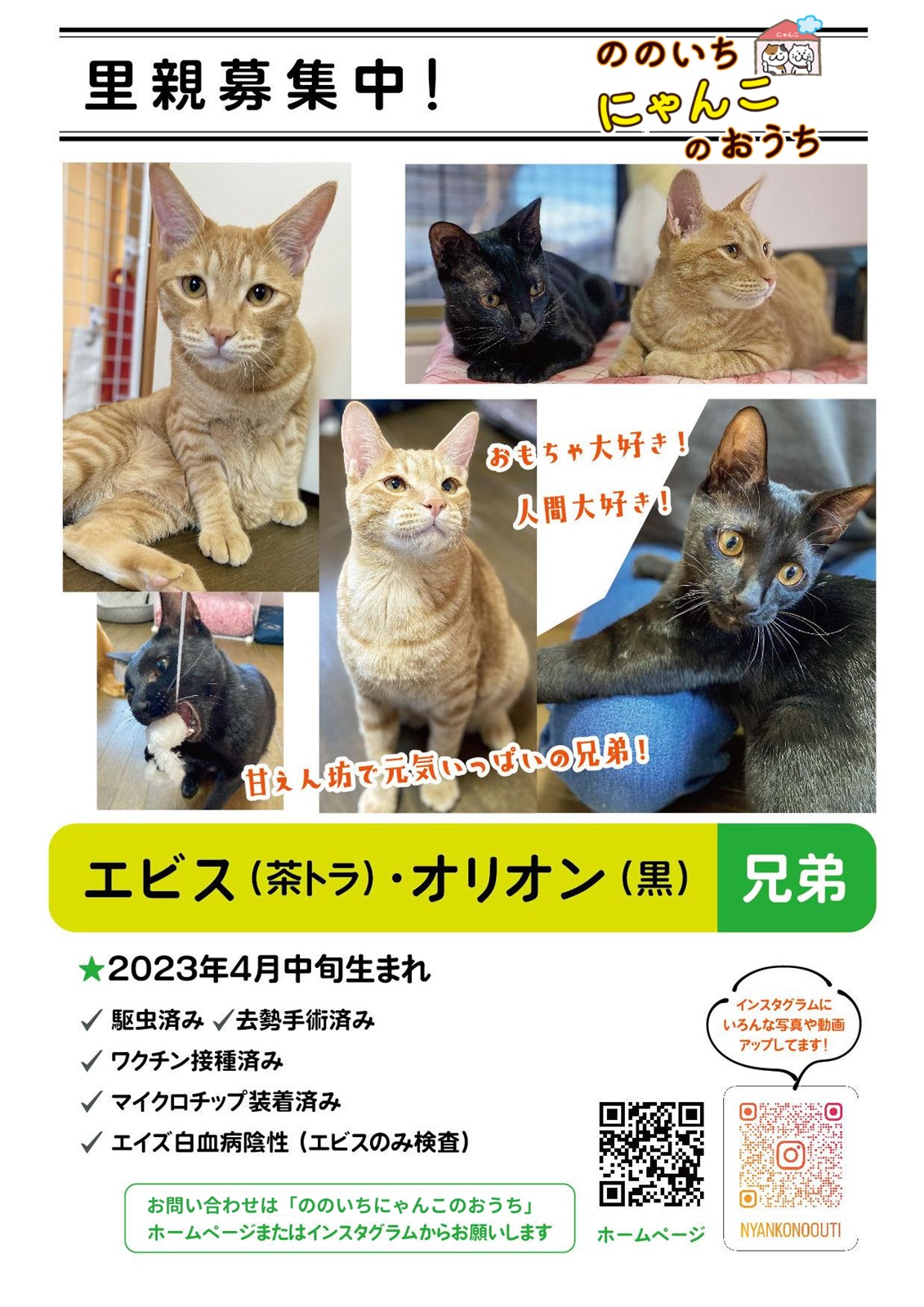 ののいちにゃんこのおうち様より　里親募集中の保護猫「エビスくん」「オリオンくん」のご紹介　石川県野々市市