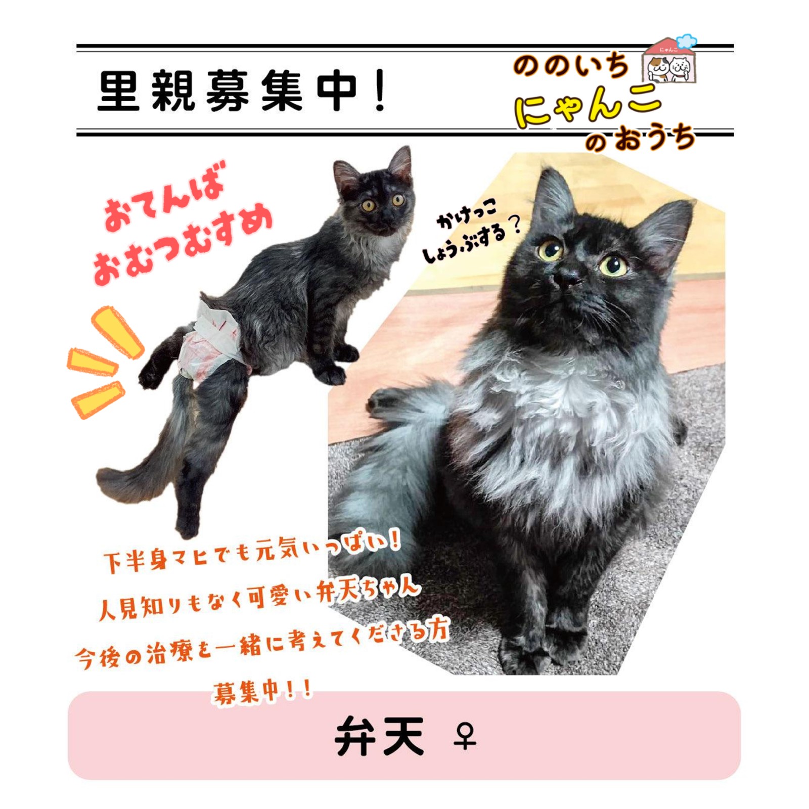 ののいちにゃんこのおうち様より　里親募集中の保護猫「弁天ちゃん」のご紹介　石川県野々市市
