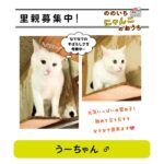 ののいちにゃんこのおうち様より　里親募集中の保護猫「うーちゃん」のご紹介　石川県野々市市