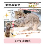 ののいちにゃんこのおうち様より　里親募集中の保護猫「ステラちゃん」のご紹介　石川県野々市市