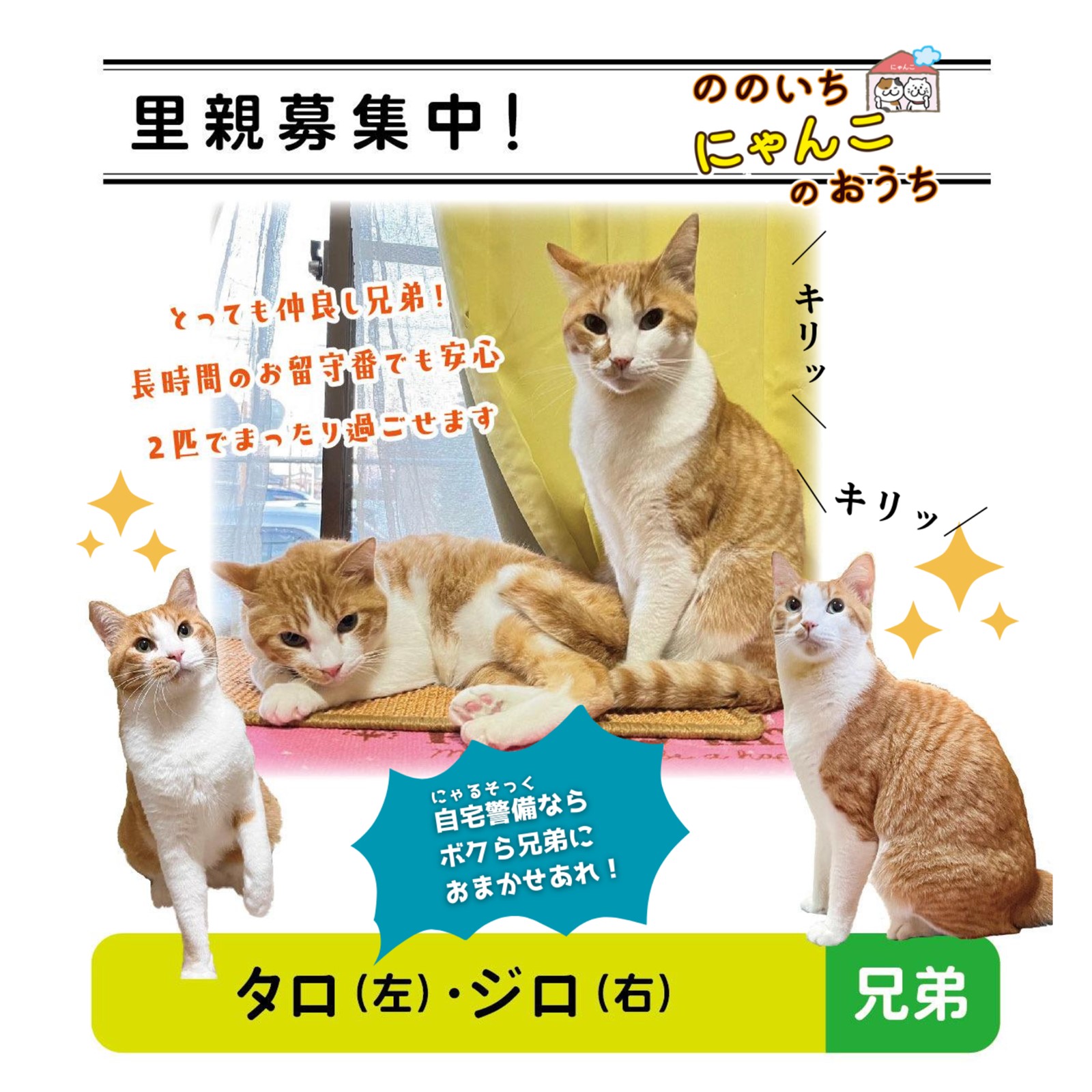 ののいちにゃんこのおうち様より　里親募集中の保護猫「タロくん」「ジロくん」のご紹介　石川県野々市市