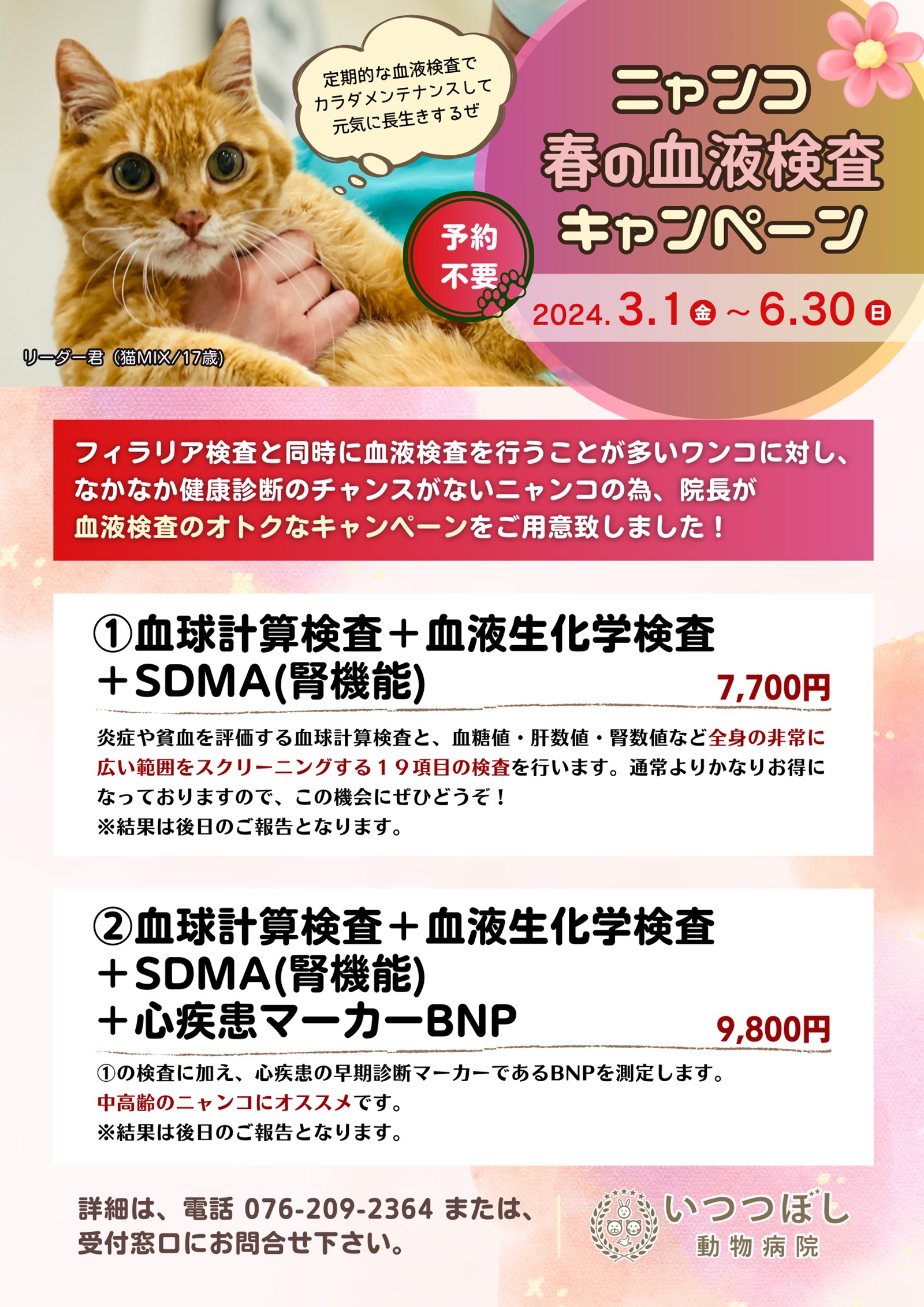 ニャンコ　春の血液検査キャンペーン2024　いつつぼし動物病院　石川県野々市市