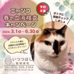 ニャンコ　春の血液検査キャンペーン2024　いつつぼし動物病院　石川県野々市市
