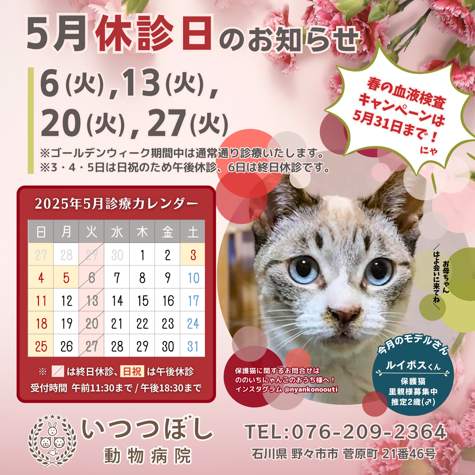 2025年5月　休診のお知らせ　いつつぼし動物病院　石川県野々市市