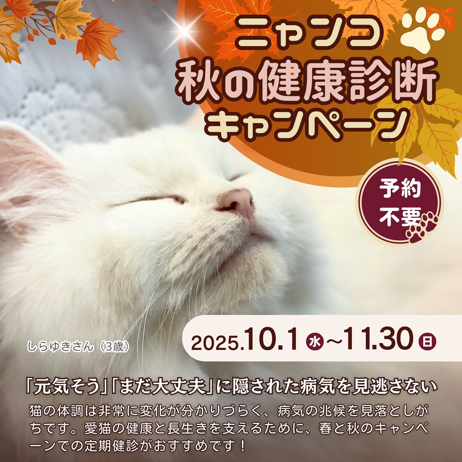 ニャンコ☆秋の健康診断キャンペーン2025　石川県野々市市　いつつぼし動物病院　＜猫の健康診断＞