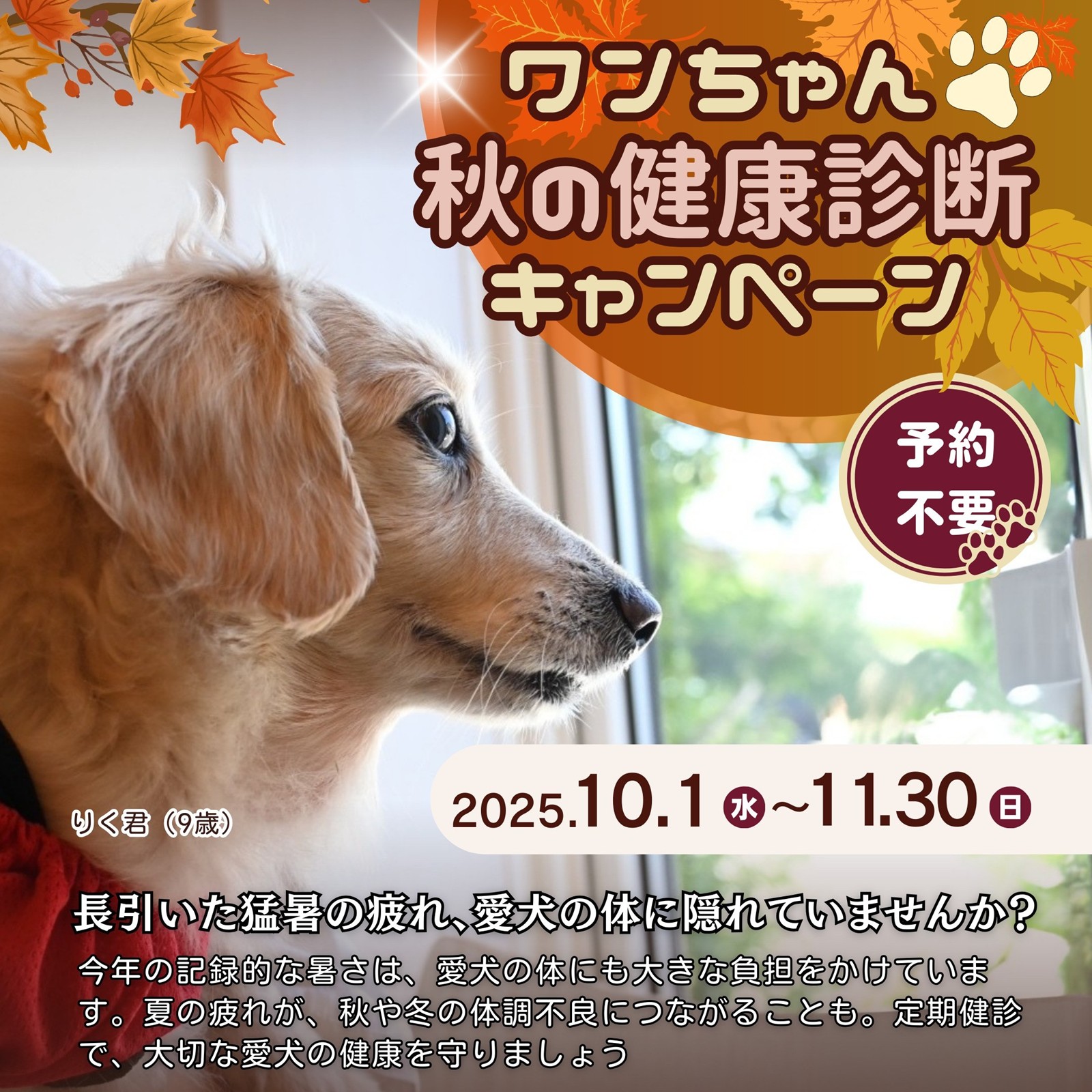 ワンちゃん☆秋の健康診断キャンペーン2025　石川県野々市市　いつつぼし動物病院　＜犬の健康診断＞