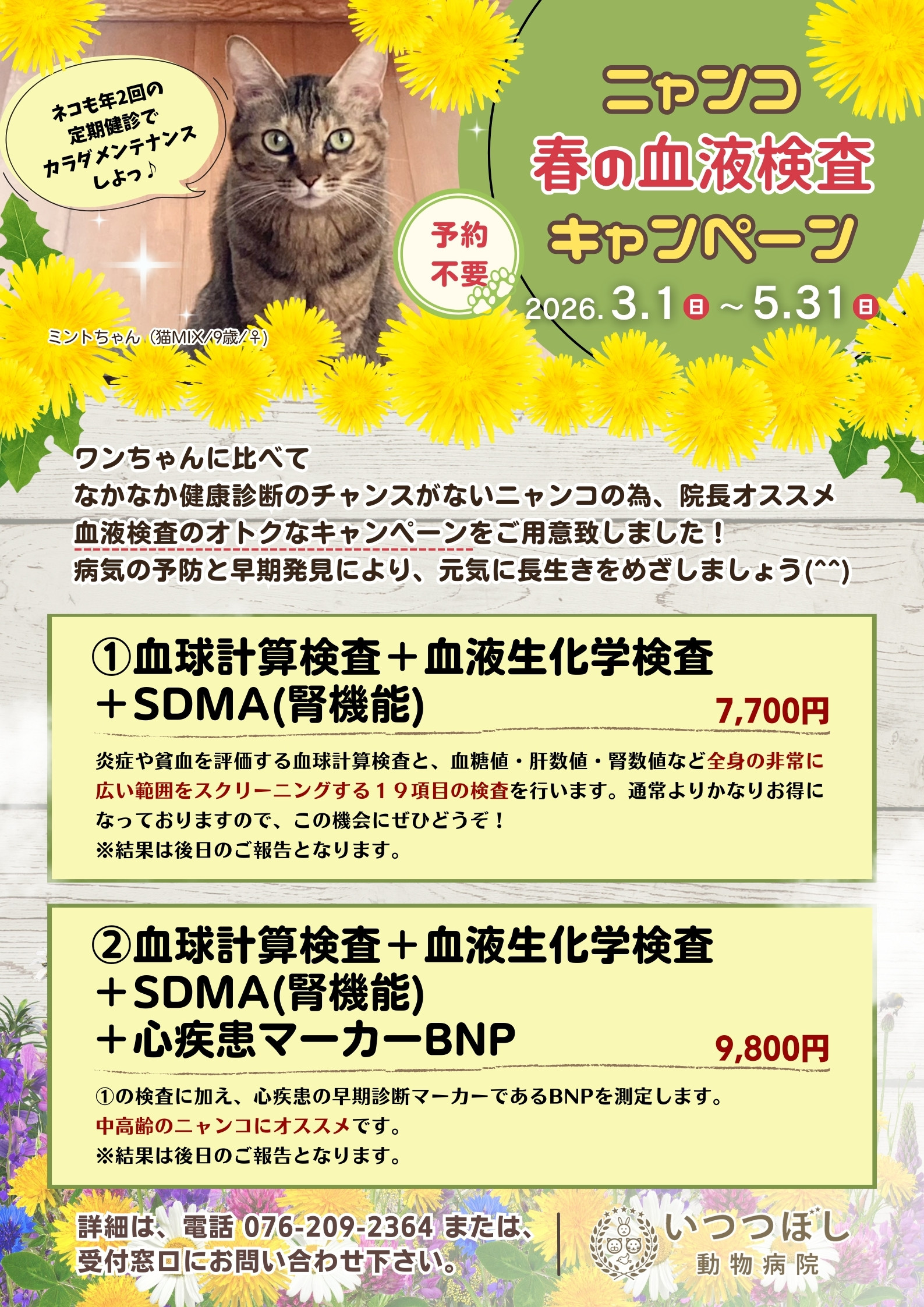 ニャンコ 春の血液検査キャンペーン2026 3月1日~5月31日 いつつぼし動物病院(石川県野々市市)猫の健康診断キャンペーン